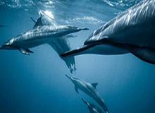 普京专车换上中国车牌还有2个8 中国网友秒懂！